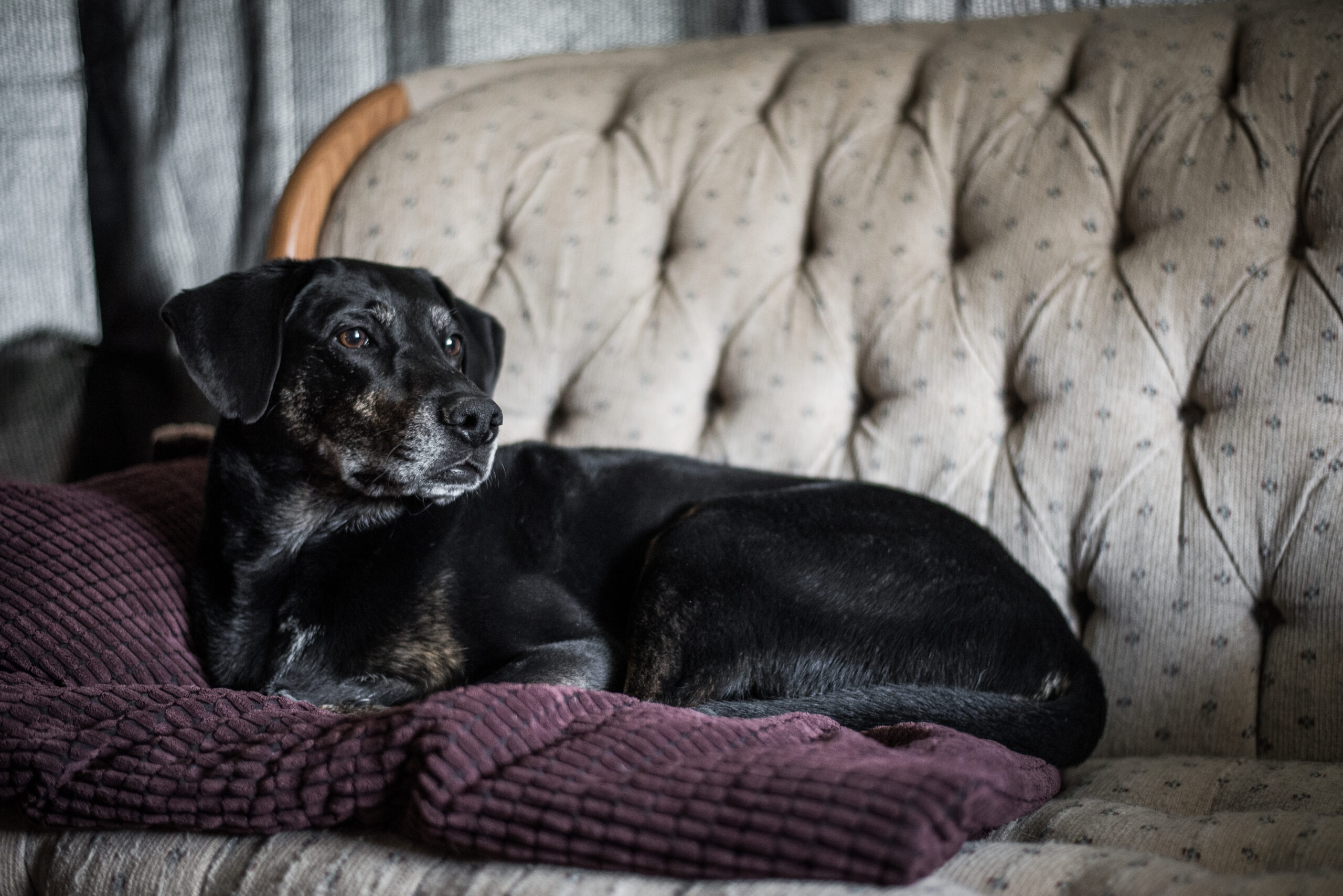 Como adaptar a casa para pets idosos