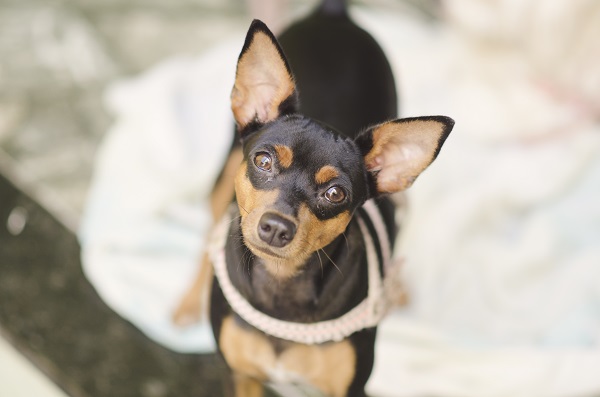 Pinscher