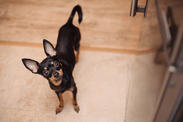 Pinscher