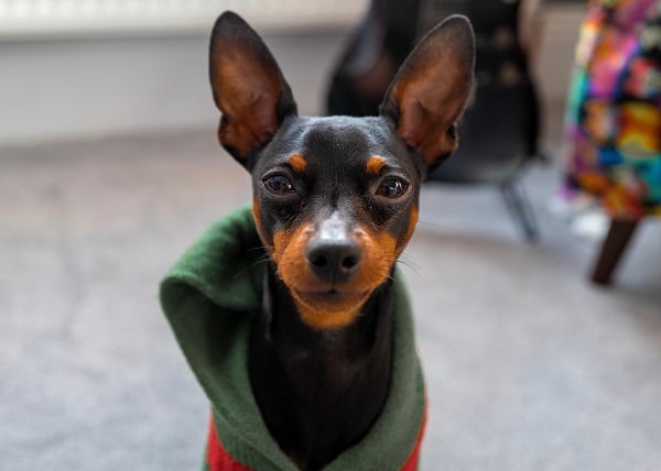 Pinscher de roupa
