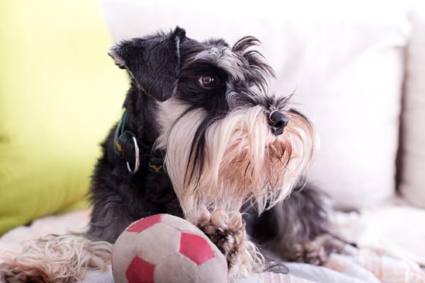 Schnauzer deitado com uma bola