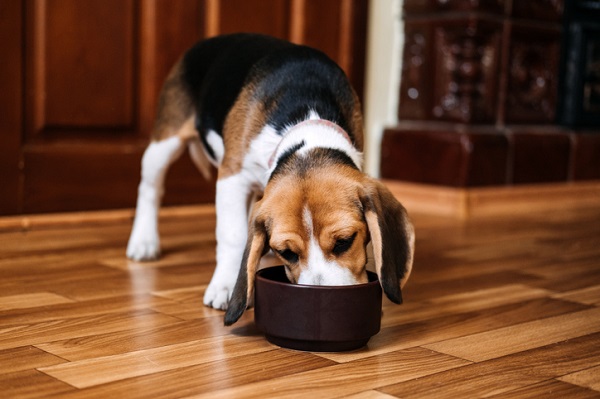Cachorro pode comer granola?