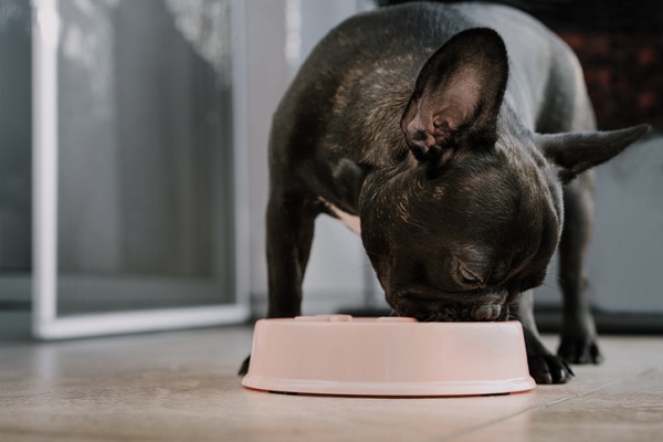 Cachorro pode comer linhaça?