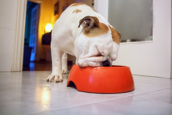 Cachorro pode comer pitanga?