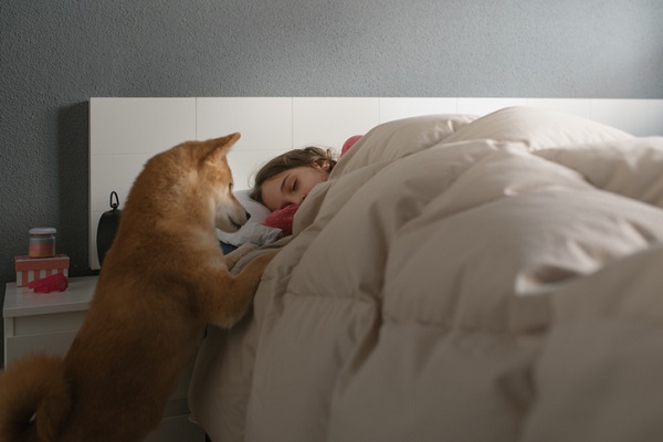 cachorro akita tentando subir na cama de uma pessoa dormindo