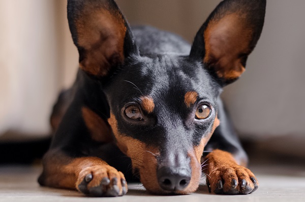 Cachorro deitado olhando para câmera