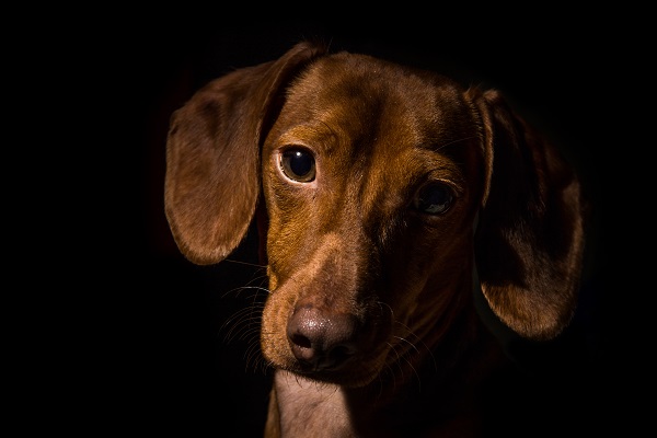 Cachorro de frente