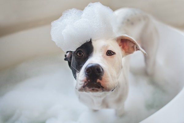 Quando cachorro pode tomar banho? Descubra aqui | Petlove