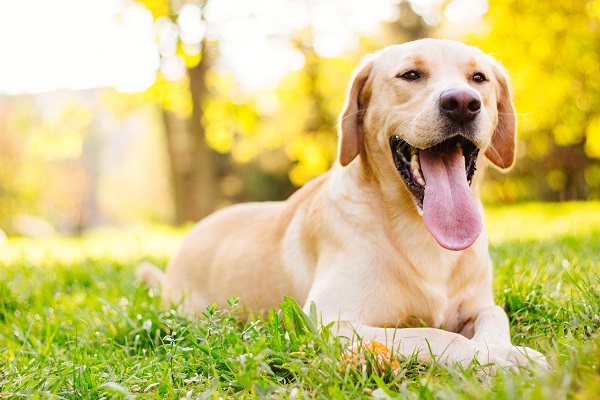 Cachorro deitado na grama