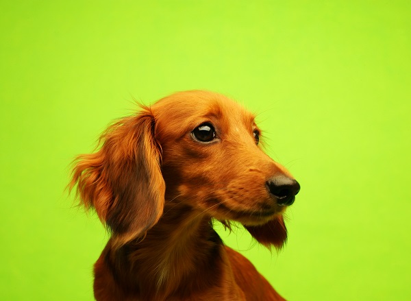 Cachorro pode comer fruta do conde?