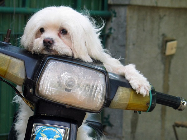 Cachorro pode andar de moto? Descubra se é permitido