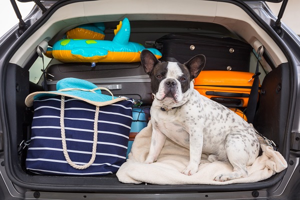 Cachorro no porta-malas do carro junto com a bagagem