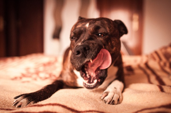 Cachorro pode comer presunto?