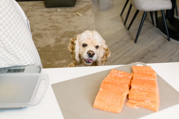 Cachorro pode comer damasco? Descubra!