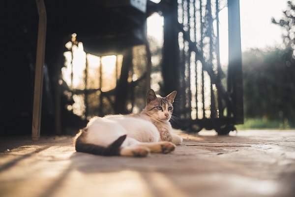 Gata prenhe deitada no chão