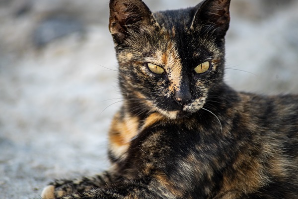 Gato escaminha deitado