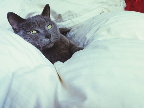 Gato deitado nas cobertas de uma cama