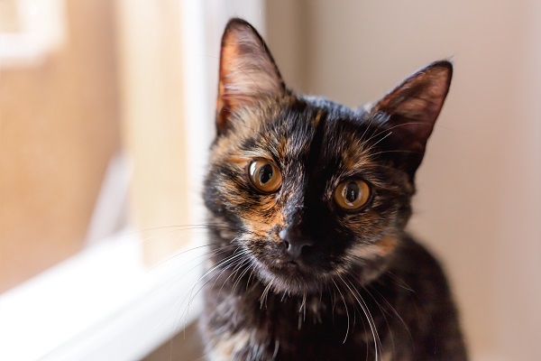 Gato escaminha