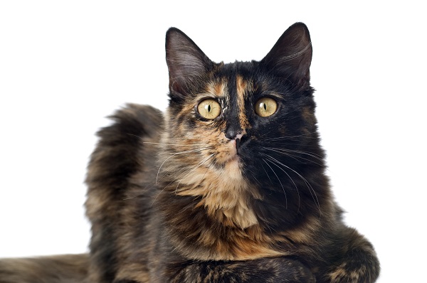 Gato escaminha de pelo longo deitado