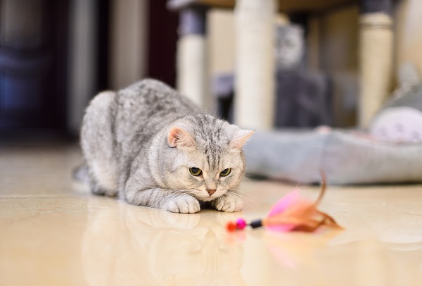 Jogos para gatos brincarem e estarem entretidos