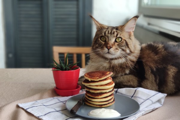 Gato pode comer mel?