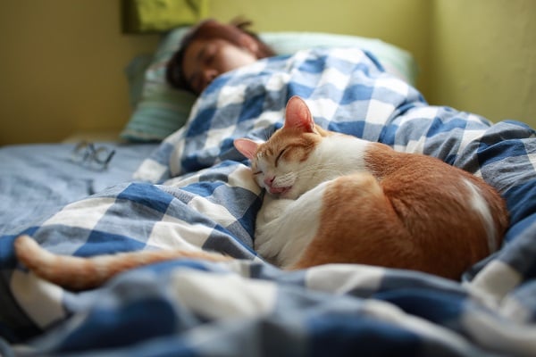 Gato dormindo na cama do tutor