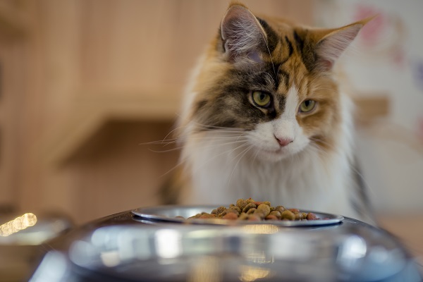 Gato comendo ração