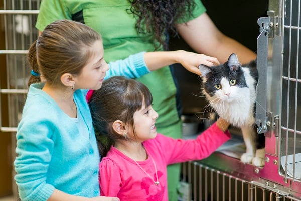 Gato sendo adotado por família