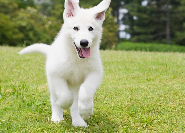 Cachorro branco filhote correndo