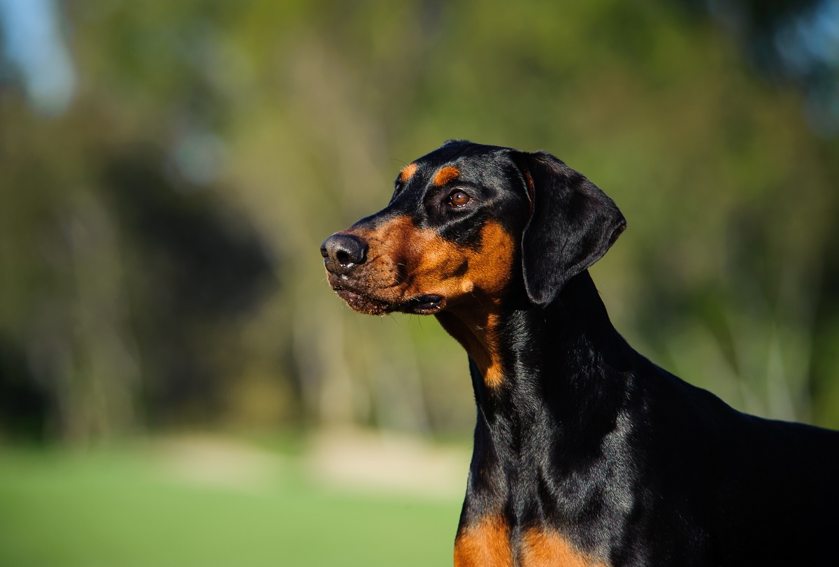 Nome de cachorro bravo: 130 ideias para se inspirar