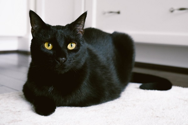 Gato preto deitado