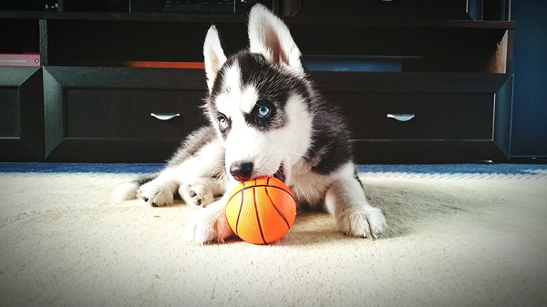 Filhote de husky preto e branco
