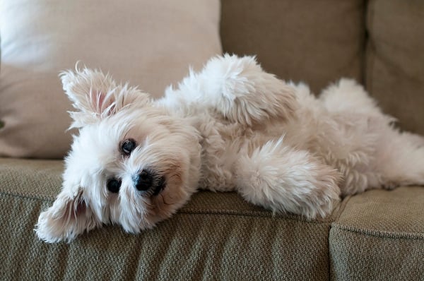 Cachorro branco deitado no sofá