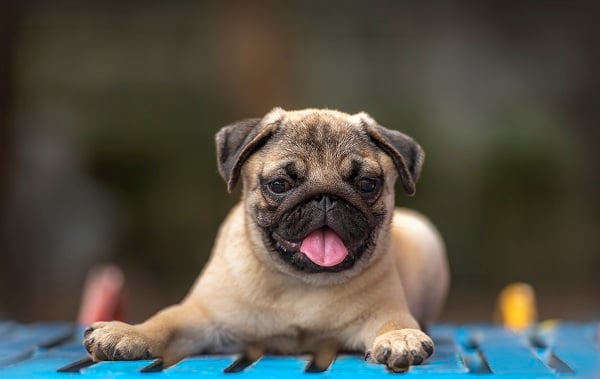 Pug deitado