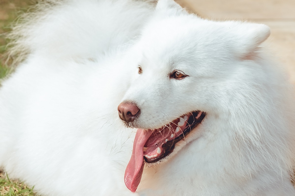 Nomes para cachorro branco: mais de 200 ideias para se inspirar!