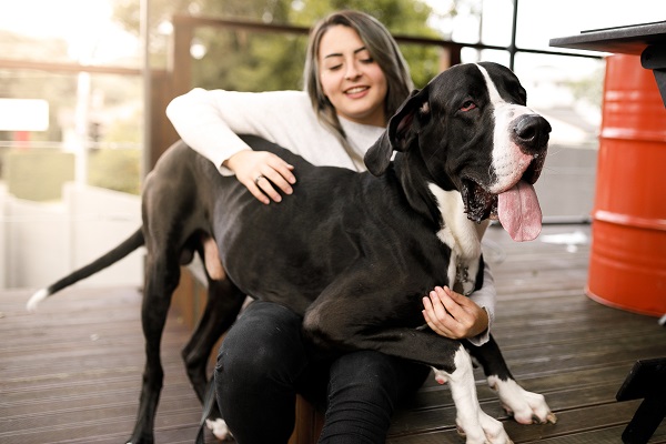 Cachorro grande no colo de mulher