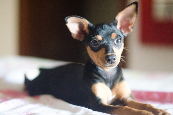 Pinscher deitado na cama