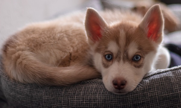 Filhote de Husky marrom e branco