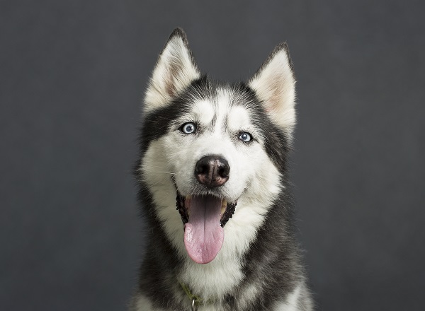Husky Siberiano dos olhos azuis