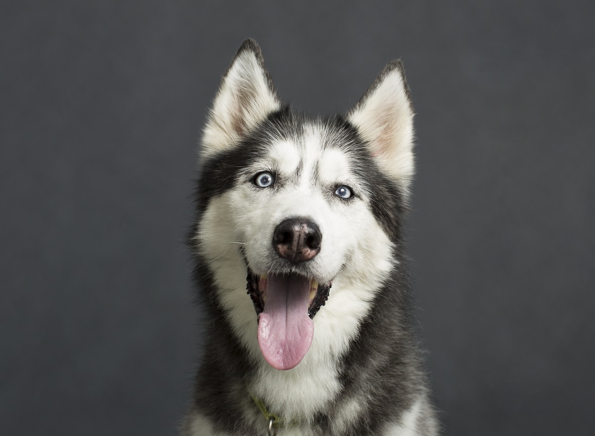 Nomes para Husky Siberiano