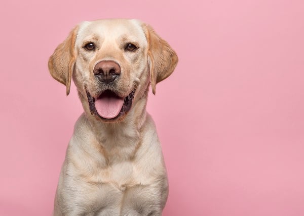 Cachorro ao fundo rosa