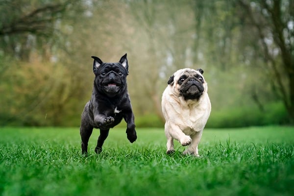 Dois pugs correndo no gramado