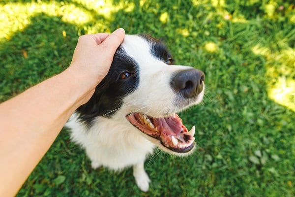 Cachorro recebendo carinho