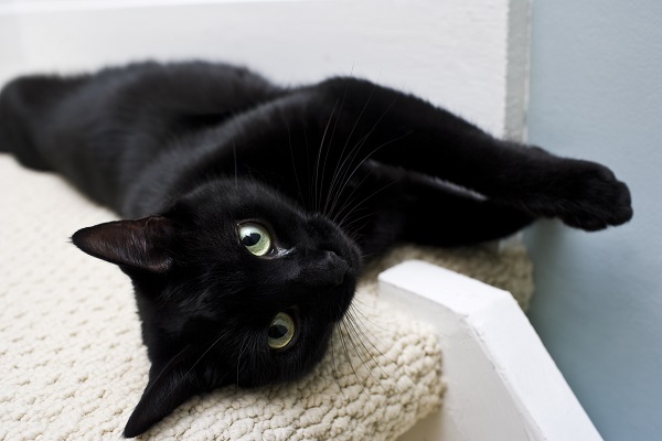 Gato preto deitado
