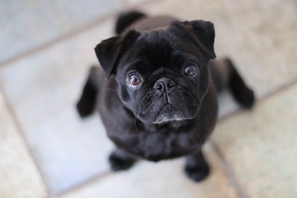 Pug preto sentado no chão olhando para cima