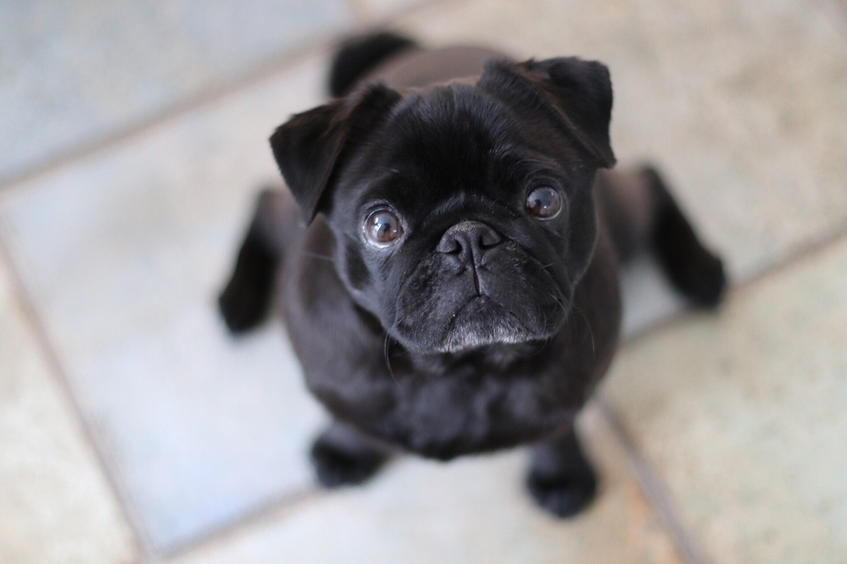Nomes para pug: confira 120 opções incríveis!