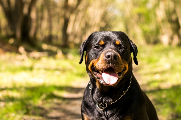 rottweiler ao ar livre