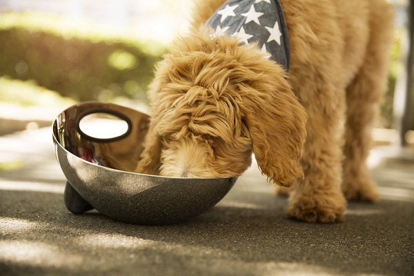 Cachorro pode comer OVO? Benefícios e preparação