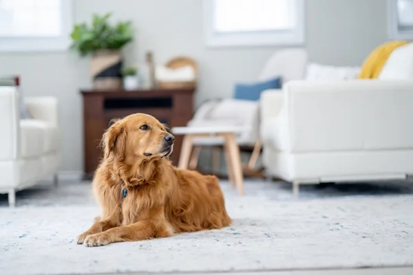 Cachorro sozinho em apartamento.