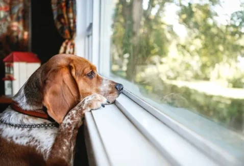 Cachorro pode ficar sozinho o dia todo?
